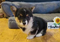 Zia “Josie”, a female Pembroke Welsh Corgi for sale in Paxton, IL – Photo 3 of 5