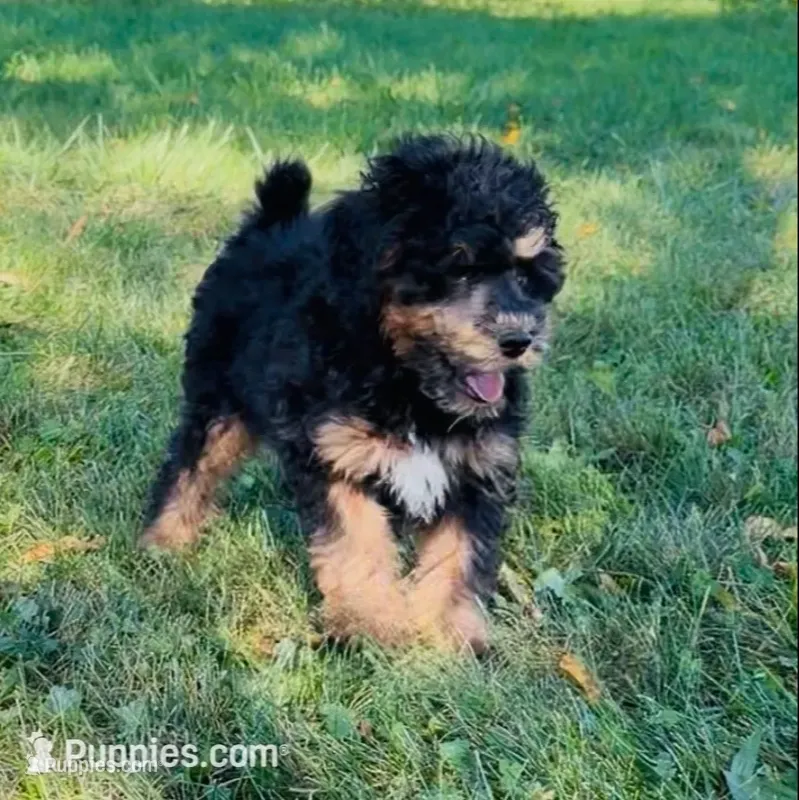 Theo “Teagan” – Poodle - Miniature  puppy for sale in Paxton, IL