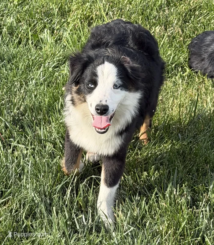 Andy – Miniature American Shepherd puppy for sale in Paxton, IL