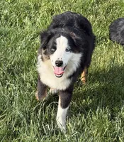Andy, a male Miniature American Shepherd for sale in Paxton, IL – 1 of 7