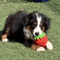Aiden “Adele”, a male Miniature American Shepherd for sale in Paxton, IL – Photo 2 of 6