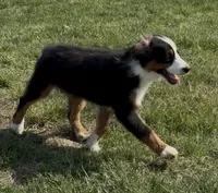 Aiden “Adele”, a male Miniature American Shepherd for sale in Paxton, IL – 4 of 9
