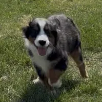 Aiden “Adele”, a male Miniature American Shepherd for sale in Paxton, IL – 2 of 9