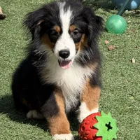 Aiden “Adele”, a male Miniature American Shepherd for sale in Paxton, IL – Photo 3 of 6