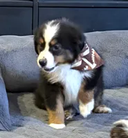 processed/c71a5250-56b3-4e9c-874f-b0f3d904917d/listing/22a76f56-7a5b-47b9-9e92-20328f1a5fd6/720e6b5f-a087-4975-ad0a-5f5c3d37fc04