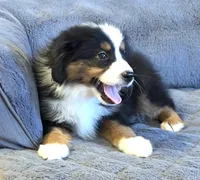 processed/c71a5250-56b3-4e9c-874f-b0f3d904917d/listing/22a76f56-7a5b-47b9-9e92-20328f1a5fd6/728e5fea-5163-4eed-b8d9-f40d77c1a3f1