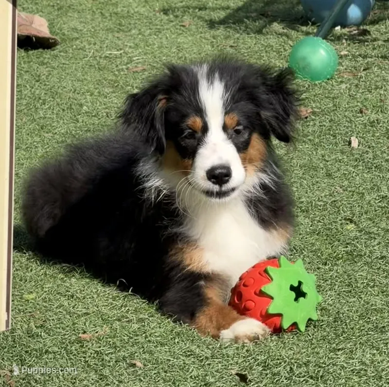 Aiden “Adele” – Miniature American Shepherd puppy for sale in Paxton, IL