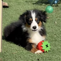 Aiden “Adele”, a male Miniature American Shepherd for sale in Paxton, IL – Photo 4 of 6