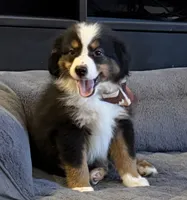 processed/c71a5250-56b3-4e9c-874f-b0f3d904917d/listing/22a76f56-7a5b-47b9-9e92-20328f1a5fd6/d24f614c-d01e-42b0-8663-3c31d4204121