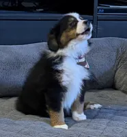 processed/c71a5250-56b3-4e9c-874f-b0f3d904917d/listing/22a76f56-7a5b-47b9-9e92-20328f1a5fd6/d35b835d-8bba-4728-9e2c-4cbbf0fac65d