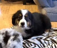 processed/c71a5250-56b3-4e9c-874f-b0f3d904917d/listing/22a76f56-7a5b-47b9-9e92-20328f1a5fd6/d415eb88-4134-498c-b1b5-40345ccc72e6