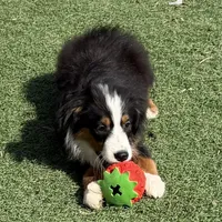 Aiden “Adele”, a male Miniature American Shepherd for sale in Paxton, IL – Photo 5 of 6