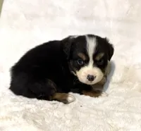 processed/c71a5250-56b3-4e9c-874f-b0f3d904917d/listing/22a76f56-7a5b-47b9-9e92-20328f1a5fd6/d84ebe33-f1f4-4114-bf16-da37a7fdadc5