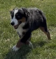 Aiden “Adele”, a male Miniature American Shepherd for sale in Paxton, IL – 3 of 9