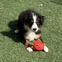 Aiden “Adele”, a male Miniature American Shepherd for sale in Paxton, IL – Photo 6 of 6