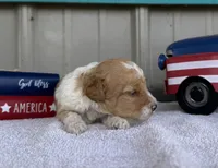 Mickey “Margie”, a male Poodle - Miniature  for sale in Paxton, IL – 6 of 6
