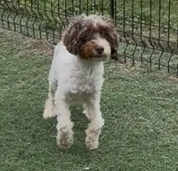 Chelsea “Barbie” , a female Cocker Spaniel and Poodle - Miniature  for sale in Paxton, IL – 2 of 10