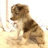 Skuttle “Twilight” Toy, a male Miniature American Shepherd for sale in Paxton, IL – Photo 5 of 10
