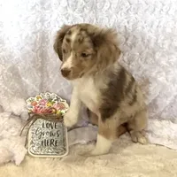 Skuttle “Twilight” Toy, a male Miniature American Shepherd for sale in Paxton, IL – Photo 10 of 10
