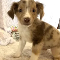 Skuttle “Twilight” Toy, a male Miniature American Shepherd for sale in Paxton, IL – Photo 7 of 10