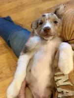 Skuttle “Twilight” Toy, a male Miniature American Shepherd for sale in Paxton, IL – Photo 2 of 10