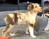 Skuttle “Twilight” Toy, a male Miniature American Shepherd for sale in Paxton, IL – Photo 3 of 10