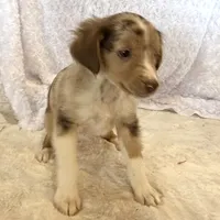 Skuttle “Twilight” Toy, a male Miniature American Shepherd for sale in Paxton, IL – Photo 8 of 10