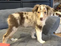 Skuttle “Twilight” Toy, a male Miniature American Shepherd for sale in Paxton, IL – Photo 1 of 10