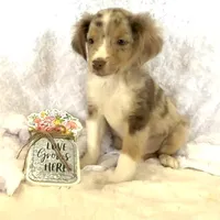 Skuttle “Twilight” Toy, a male Miniature American Shepherd for sale in Paxton, IL – Photo 4 of 10