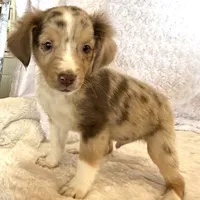 Skuttle “Twilight” Toy, a male Miniature American Shepherd for sale in Paxton, IL – Photo 6 of 10