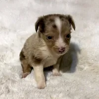 Skuttle “Twilight” Toy, a male Miniature American Shepherd for sale in Paxton, IL – Photo 9 of 10