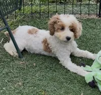 Barbie , a female Cocker Spaniel and Poodle - Miniature  for sale in Paxton, IL – 3 of 6