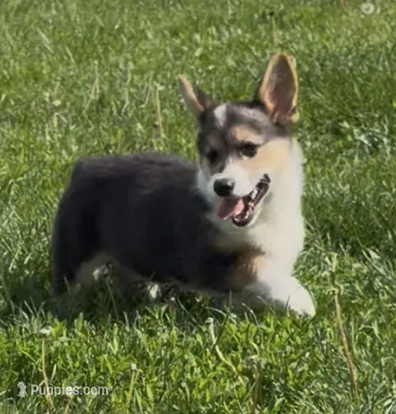 Jake “Josie” clear  – Pembroke Welsh Corgi puppy for sale in Paxton, IL