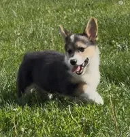 Jake “Josie” clear , a male Pembroke Welsh Corgi for sale in Paxton, IL – 1 of 10