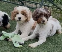 Barbie , a female Cocker Spaniel and Poodle - Miniature  for sale in Paxton, IL – 2 of 6