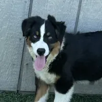 Eddy easy going, a male Miniature American Shepherd for sale in Paxton, IL – Photo 2 of 8