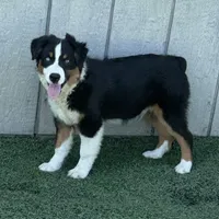 Eddy easy going, a male Miniature American Shepherd for sale in Paxton, IL – Photo 3 of 8