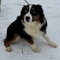 Eddy easy going, a male Miniature American Shepherd for sale in Paxton, IL – Photo 8 of 8