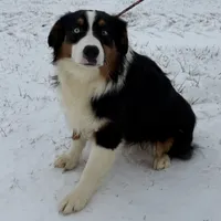 Eddy easy going, a male Miniature American Shepherd for sale in Paxton, IL – Photo 7 of 8