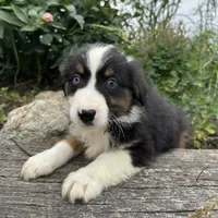 Eddy easy going, a male Miniature American Shepherd for sale in Paxton, IL – Photo 6 of 8