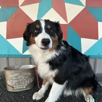 Eddy easy going, a male Miniature American Shepherd for sale in Paxton, IL – Photo 1 of 8