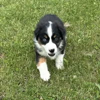 Eddy easy going, a male Miniature American Shepherd for sale in Paxton, IL – Photo 5 of 8