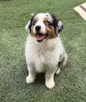 Belt “Party”, a male Miniature American Shepherd for sale in Paxton, IL – 6 of 6