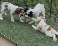 Chelsea “Barbie” , a female Cocker Spaniel and Poodle - Miniature  for sale in Paxton, IL – 5 of 10