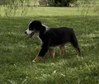 Bambi friendly, a female Miniature American Shepherd for sale in Paxton, IL – 6 of 8