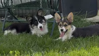 Jake “Josie” clear , a male Pembroke Welsh Corgi for sale in Paxton, IL – 10 of 10