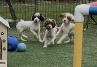 Chelsea “Barbie” , a female Cocker Spaniel and Poodle - Miniature  for sale in Paxton, IL – 3 of 10