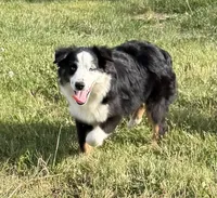 Andy, a male Miniature American Shepherd for sale in Paxton, IL – 3 of 7