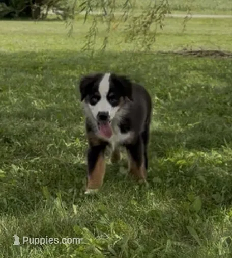 Bambi friendly – Miniature American Shepherd puppy for sale in Paxton, IL