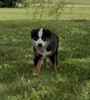 Bambi friendly, a female Miniature American Shepherd for sale in Paxton, IL – 1 of 8